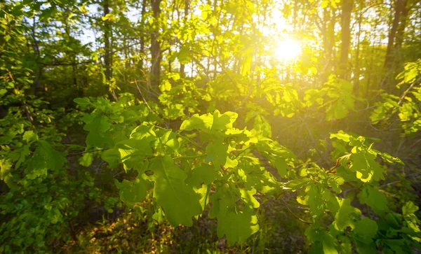 Clareira Floresta Verde Luz Sol Brilho Fundo Natural Verão — Fotografia de Stock