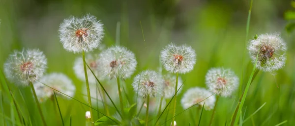 特写白色蒲公英花在绿草中 美丽的夏季自然背景 — 图库照片