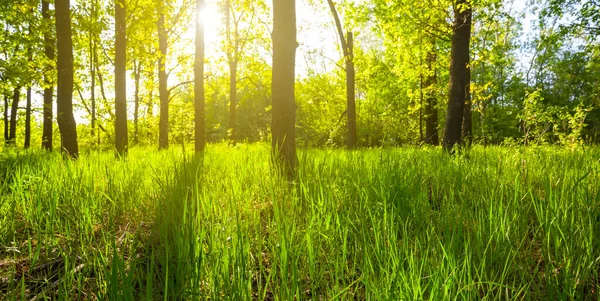 Zielony Las Polana Świetle Blasku Słońca Lato Naturalne Tło — Zdjęcie stockowe