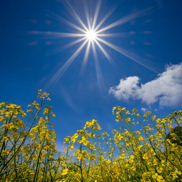 Yellow Rape Field Sparkle Sun Summer Agricultural Scene — Stock Photo, Image