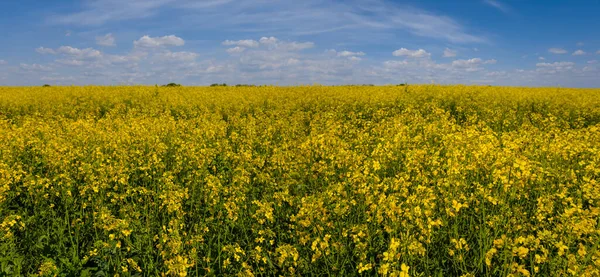 Breites Gelbes Rapsfeld Unter Blauem Bewölkten Himmel Landwirtschaftliche Sommerlandschaft — Stockfoto