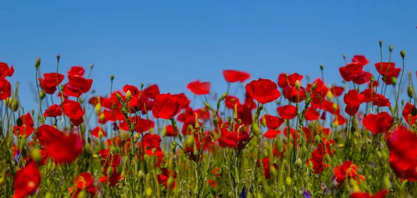 Gros Plan Fleurs Pavot Rouge Dans Prairie Verte Scène Naturelle — Photo