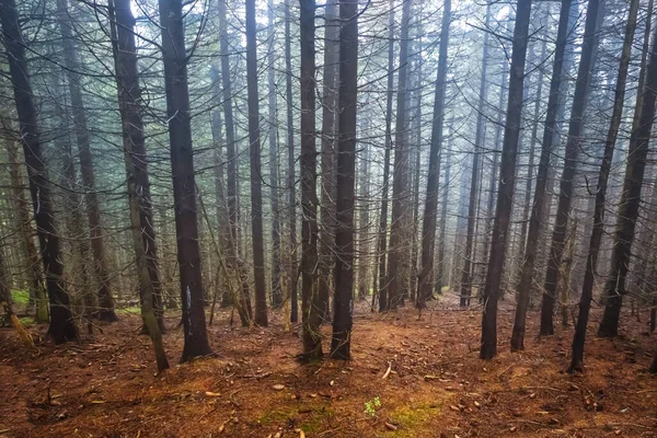 Clairière Sapin Humide Avec Mousse Dans Brume Bleue Paysage Forestier — Photo