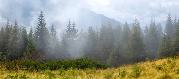 Vale Montanha Com Floresta Abeto Densa Névoa Fundo Viagem Natural — Fotografia de Stock