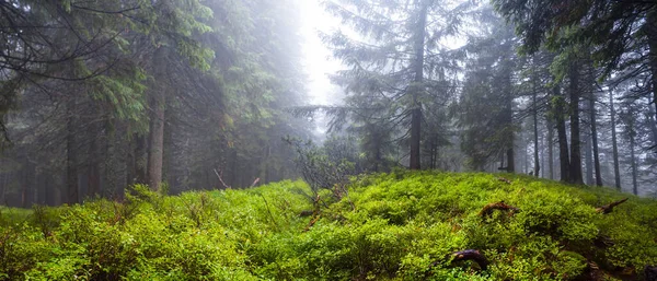 Radura Foresta Abeti Bagnati Con Muschio Nella Nebbia Blu Paesaggio — Foto Stock