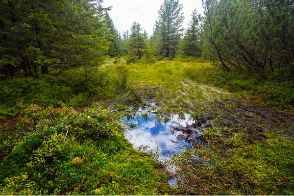 Clareira Floresta Molhada Com Pequena Lagoa — Fotografia de Stock