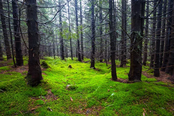 青い霧の中の苔でぬれたモミの森のグレード夏の森の風景 — ストック写真
