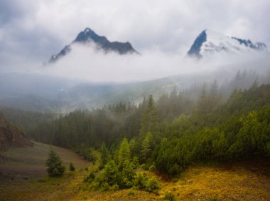 Köknar ormanı yoğun sisli dağ vadisi, doğal seyahat geçmişi