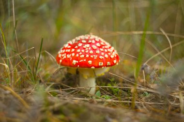 Ormanda yakın plan kırmızı sineklik mantarı