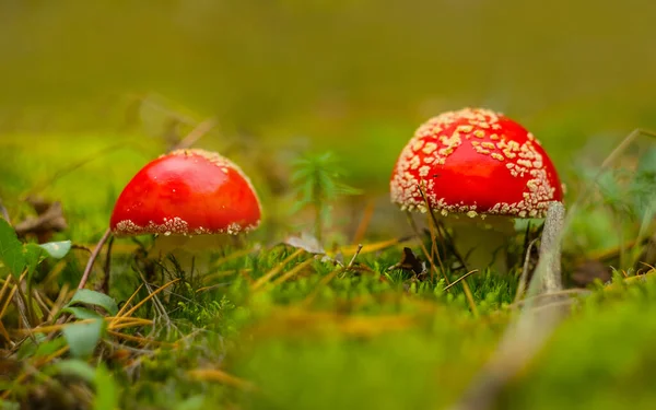 Closeup Red Flyagaric Mushroom Forest — Stock Photo, Image