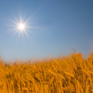 Işıl ışıl güneşin altındaki buğday tarlası mavi gökyüzü, kırsal tarım endüstrisi manzarası