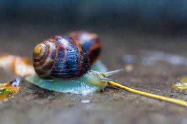 Yakın plan üzüm salyangozu çimenlerin arasında sürünüyor, doğal hayvan geçmişi var.