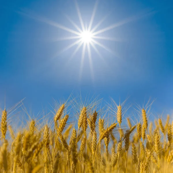 青空に輝く太陽の下でコムギ畑を閉鎖地方農業の現場 — ストック写真