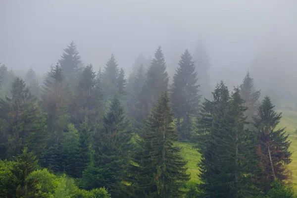 Floresta Abeto Verde Densa Névoa Encosta Monte Verão Nebuloso Montanha — Fotografia de Stock