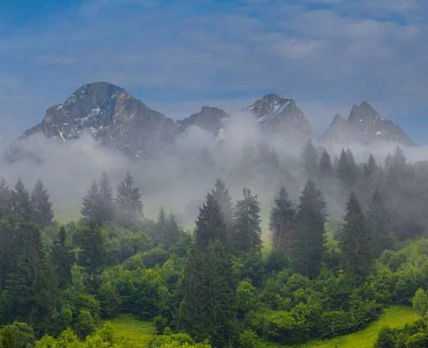 Grüner Tannenwald Dichten Nebel Berghang Sommerneblige Bergtalszene — Stockfoto