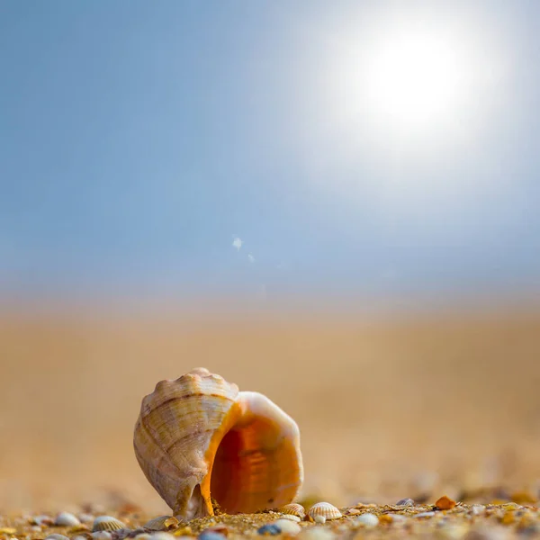 輝く太陽に照らされた砂浜に空の貝殻が横たわっています — ストック写真