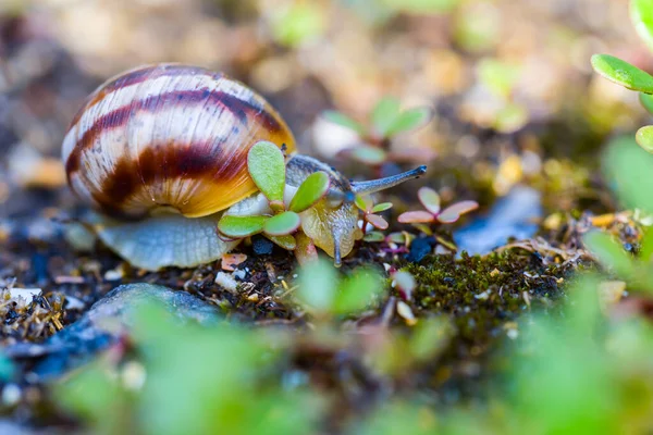Closeup Grape Snail Crawl Grass Natural Animal Background — Stock Photo, Image