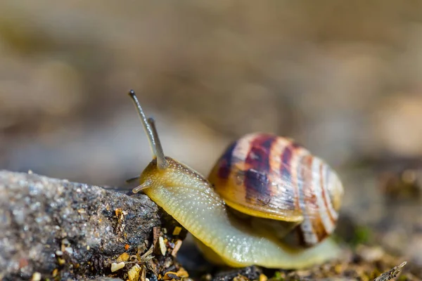 Gros Plan Escargot Raisin Ramper Parmi Herbe Fond Animal Naturel — Photo