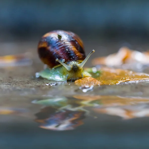 Primer Plano Uva Caracol Arrastrarse Cerca Piscina Agua Fondo Animal — Foto de Stock