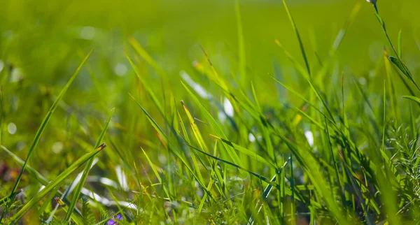 Primer Plano Hierba Verde Pradera Fondo Hierba Verano — Foto de Stock