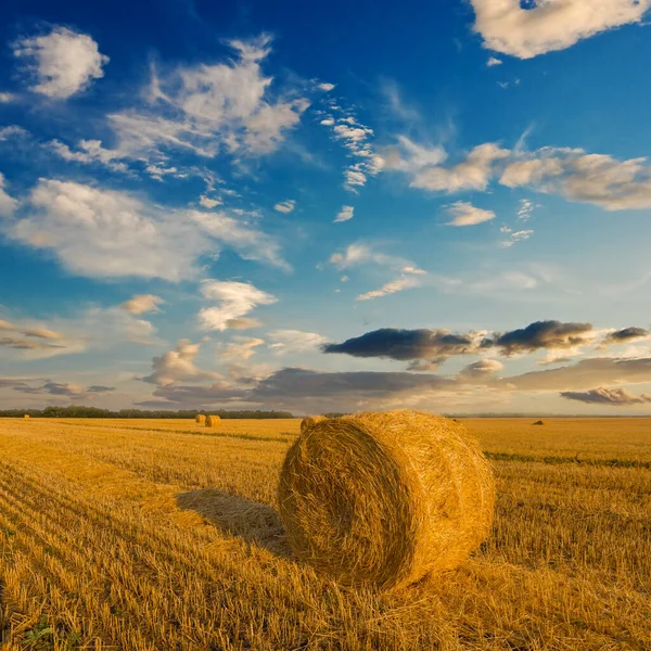 Sommerweizenfeld Nach Der Ernte Abend Bäuerliche Landwirtschaft — Stockfoto