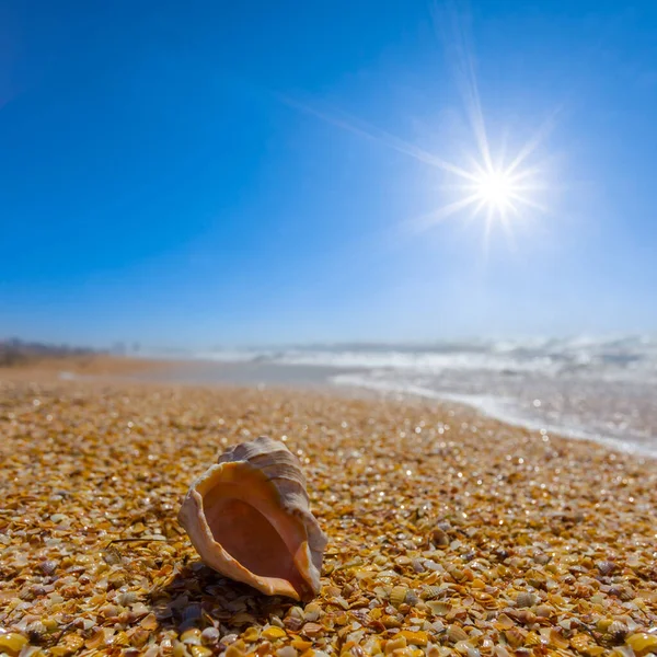 Closeup Small Marine Shell Sandy Sea Coast Summer Sunny Day — Stock Photo, Image