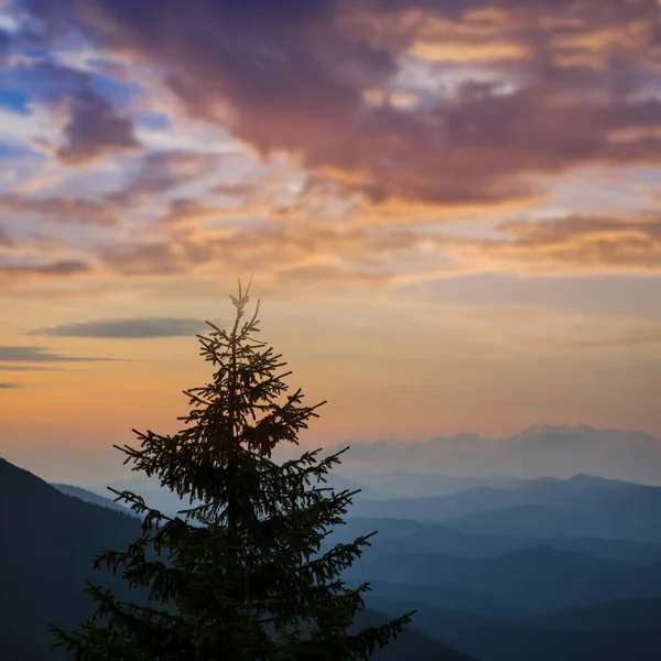 Nahaufnahme Tannensilhouette Berghang Der Dämmerung Natürlicher Reisehintergrund — Stockfoto