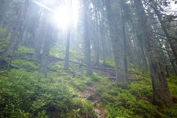 光闪闪的阳光照射下山坡上的绿湿薄雾林 — 图库照片
