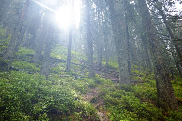 Green Wet Misty Forest Mount Slope Light Sparkle Sun — Stock Photo, Image