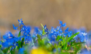 Ormandaki mavi kar damlası yığını, doğal çiçek arka planı.