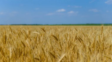 Mavi gökyüzünün altında geniş altın buğday tarlası