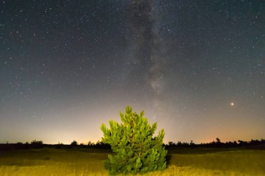 Karanlık yıldızlı gökyüzünün altında, kumlu çam ağacının arasında yapayalnız. Güzel bir gece doğal arka plan.