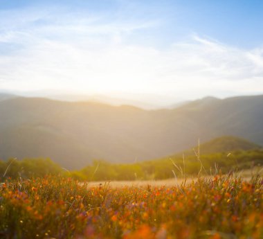 Güneşin doğuşunda Dağ Vadisi 'nde çimenler