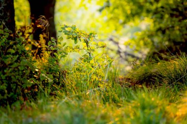 Güneş ışığı altında ormanlık alana yakın.