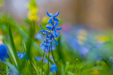 Ormandaki mavi kar damlası yığını, doğal çiçek arka planı.