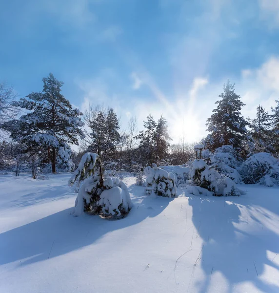 Pinheiros Floresta Clareira Neve Dia Ensolarado Frio Inverno Natural Snowbound — Fotografia de Stock