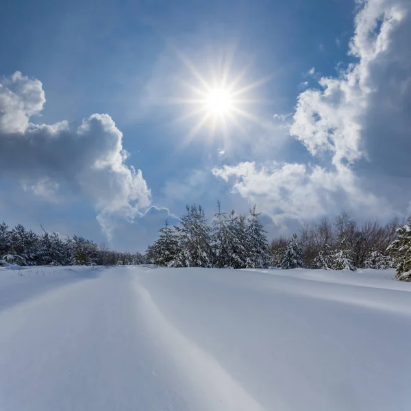 松树林雪地在寒冷的晴天 冬季自然雪景 — 图库照片