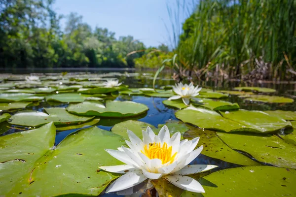 Primo Piano Giglio Acqua Bianca Galleggiante Lago Scena Naturale Estiva — Foto Stock