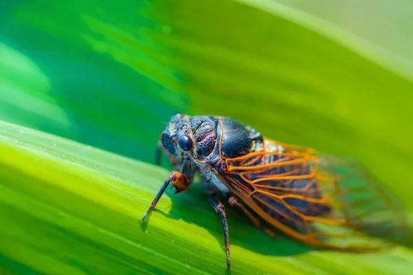 Yakın Çekim Mısır Yaprakları Üzerinde Büyük Ağustos Böceği — Stok fotoğraf