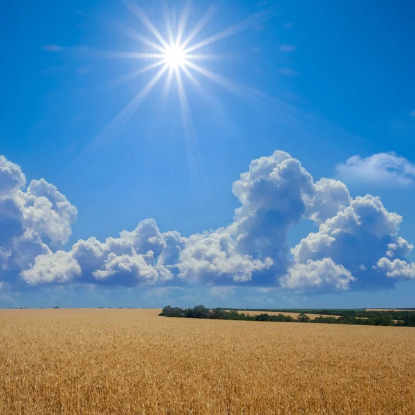 Ampio Campo Grano Dorato Sotto Sole Scintillante Scena Agricola Estiva — Foto Stock