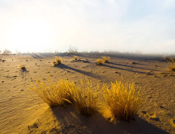 Ampia Prateria Sabbiosa Tramonto — Foto Stock