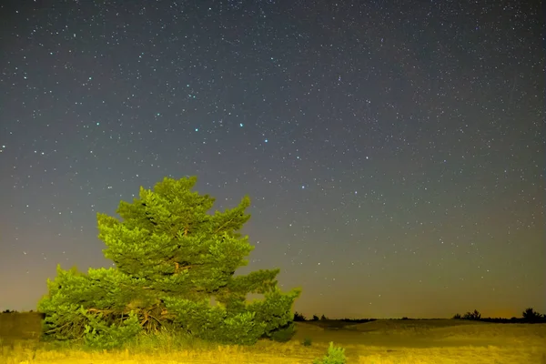 暗い星空の下で砂浜の草原の間で一人で松の木美しい夜屋外自然背景 — ストック写真