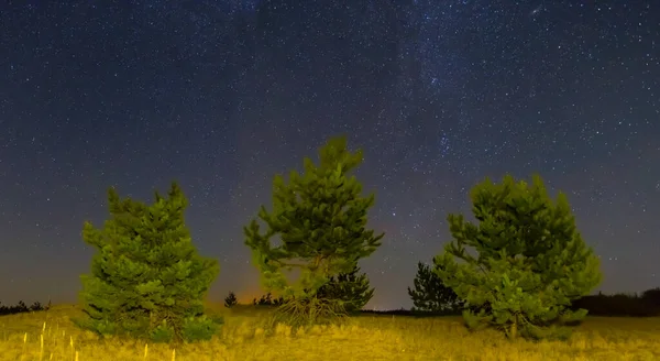 Pino Solo Tra Praterie Sabbiose Sotto Cielo Stellato Scuro Bella — Foto Stock