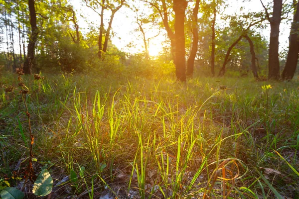 夕方の太陽の光の下で森の緑に囲まれ — ストック写真