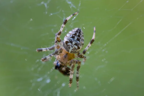 Yakın Plan Örümcek Ağda Oturur Vahşi Böcek Arkaplanı — Stok fotoğraf