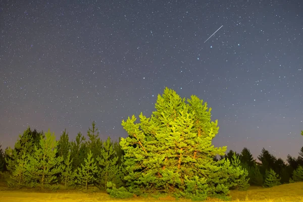 Pino Solo Tra Praterie Sabbiose Sotto Cielo Stellato Scuro Bella — Foto Stock