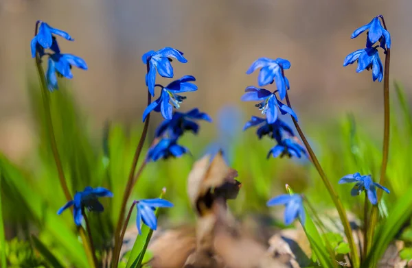 Close Hoop Van Blauwe Sneeuwdruppel Bloemen Het Bos Natuurlijke Outdoor — Stockfoto
