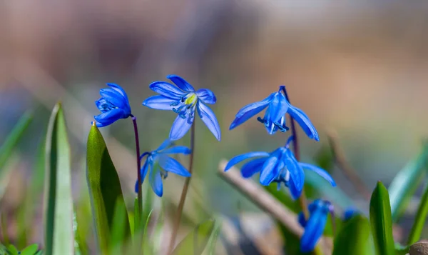 森の中の青い雪の花の山自然屋外の花の背景 — ストック写真