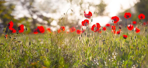 Close Hoop Rode Papaver Bloemen Prairie Zomer Natuurlijke Achtergrond — Stockfoto