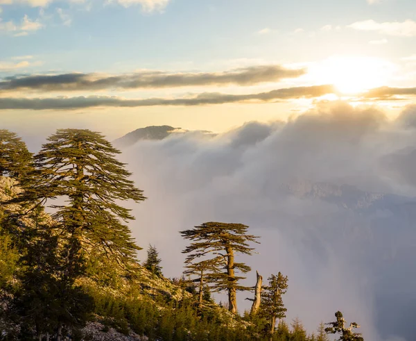 mount slope with cedar tree in dense clouds at sunset